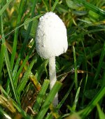 white-fungus-5.jpg