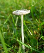 white-fungus-3.jpg