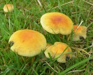 yellow-fungus-6blog.jpg