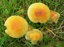 yellow-fungus-7.jpg