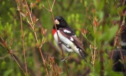 Rose-breasted Grosbeak.jpg