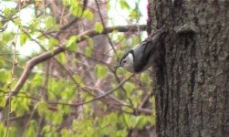 White-breasted Nuthatch.jpg