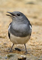 magpie robin.femDSCN8858.jpg