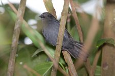 Cinereous-Antshrike.jpg