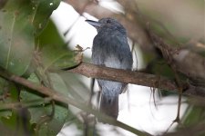 Plain-winged-Antshrike2.jpg