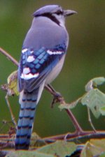 BlueJay112007.JPG