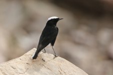 white-tailed-wheatearBF.jpg