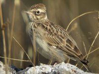 Woodlark 08.jpg