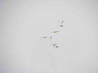 Whoopers301007.jpg