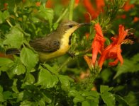 purple sunbird.unadj DSCN6135.jpg