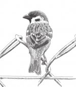 Sparrow, Eurasian Tree copy.jpg