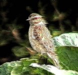 whinchat.JPEG