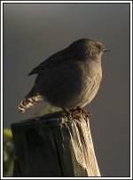 Dunnock.jpg