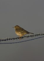 Meadow Pipit 2.jpg