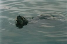 Bearded Seal3.jpg