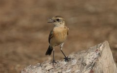 Stonechat jpg_5148.jpg