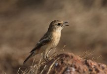 Stonechat jpg_5157.jpg