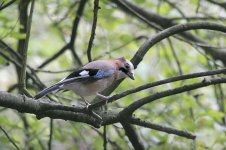 Jay and b h gulls heaton park 14th Oct 07 013.jpg