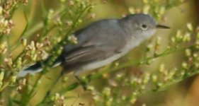 Blue-grey Gnatcatcher Ballona Marsh.jpg