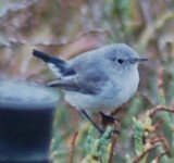 Blue-grey Gnatcatcher PDR.jpg