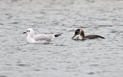 Red Necked Grebe with Blk H Gull.jpg