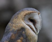 Barn Owl02.jpg