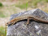 common lizard at cley.jpg