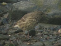 Rock Pipit.jpg