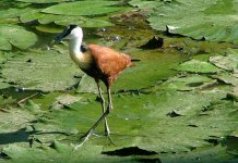 African Jacana.JPG