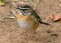 Bearded Scrub-robin.jpg