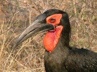 Southern Ground-hornbill.jpg