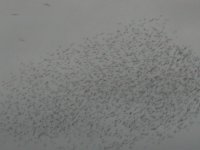 Starlings2bf.jpg