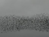 Starlings3bf.jpg