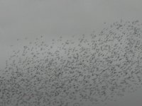 Starlings4bf.jpg