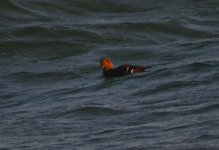 Queen Eider Girdle Ness 161207a.jpg