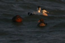 King Eider Girdle Ness 161207d.jpg