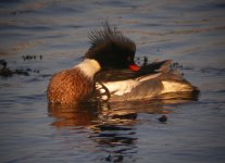 RB Merganser Girdle Ness 161207d.jpg