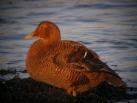 Female Eider Girdle Ness 161207a.jpg