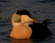 Male Eider Girdle Ness 161207c.jpg