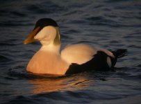 Male Eider Girdle Ness 161207h.jpg