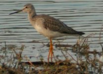 110107 yellowlegs 002-2.jpg