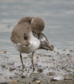 little ringed plover.P5100.zoom30x.iso400.18.6mm.origDSCN4158.jpg