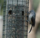 titmouse.jpg