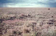 82. Serengeti Plains - Cheetah, 1965.jpg