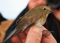 Red-flanked-Bluetail-(2)-We.jpg