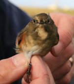 Red-flanked-Bluetail--(1)-W.jpg