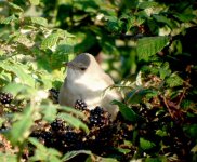 Barred-Warbler 1.jpg