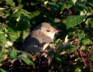 Barred-Warbler-2.jpg