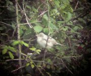 Barred Warbler.jpg