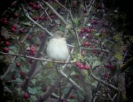 Pied Flycatcher.jpg